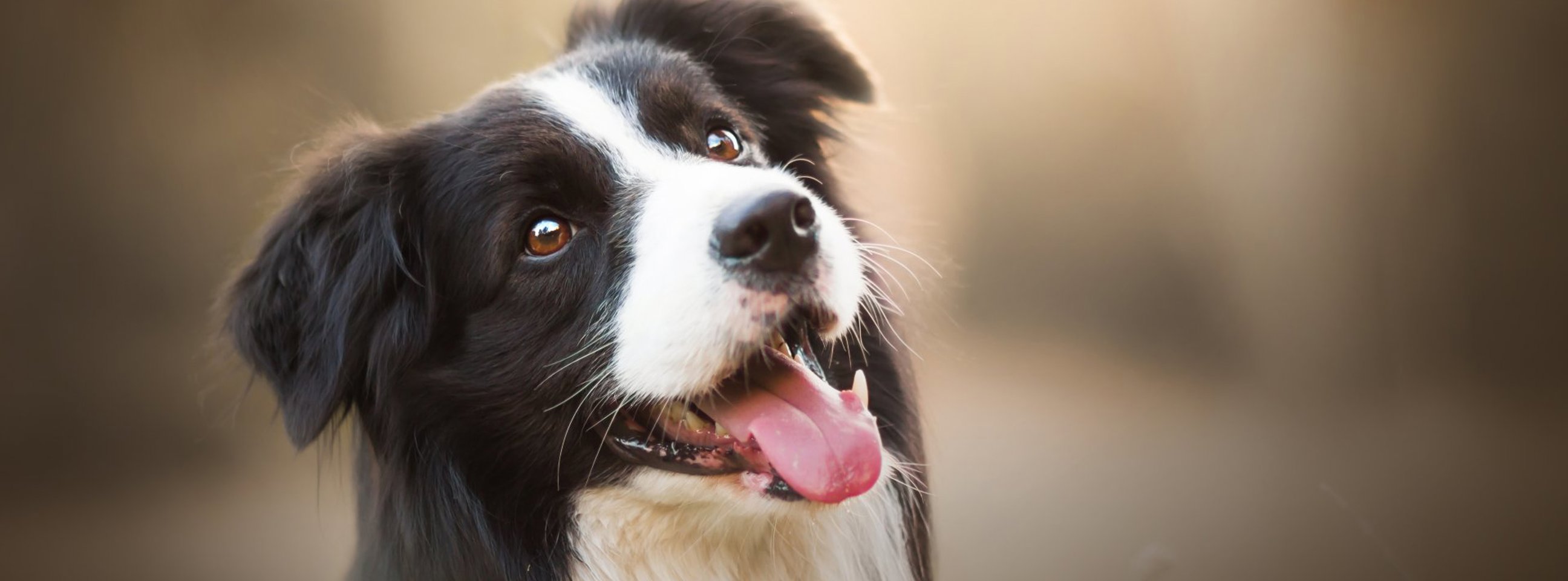 Portræt af en glad Border Collie