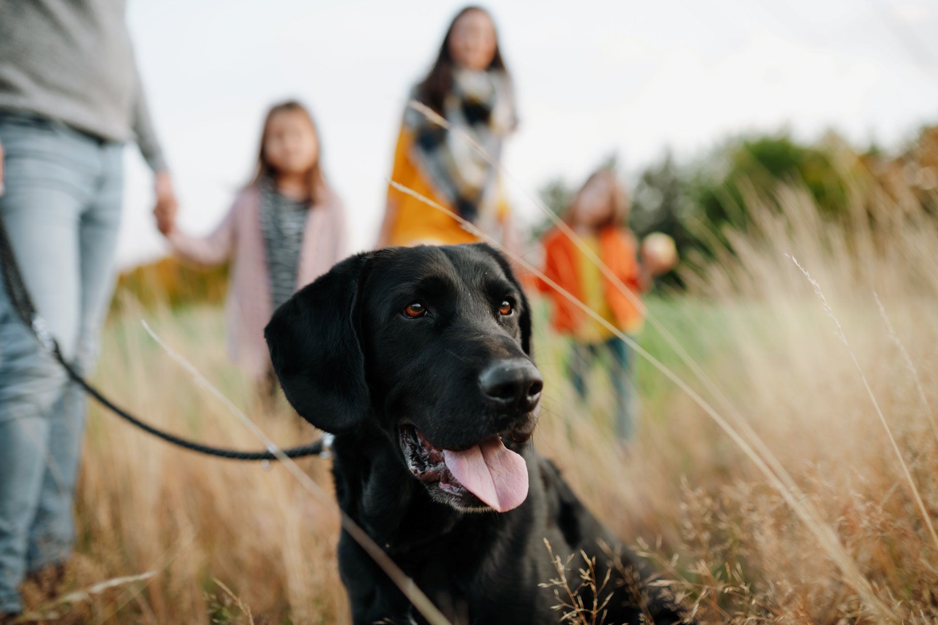 En sort labrador er i fokus i forgrunden. Bagved står en far, en mor og deres to døtre.
