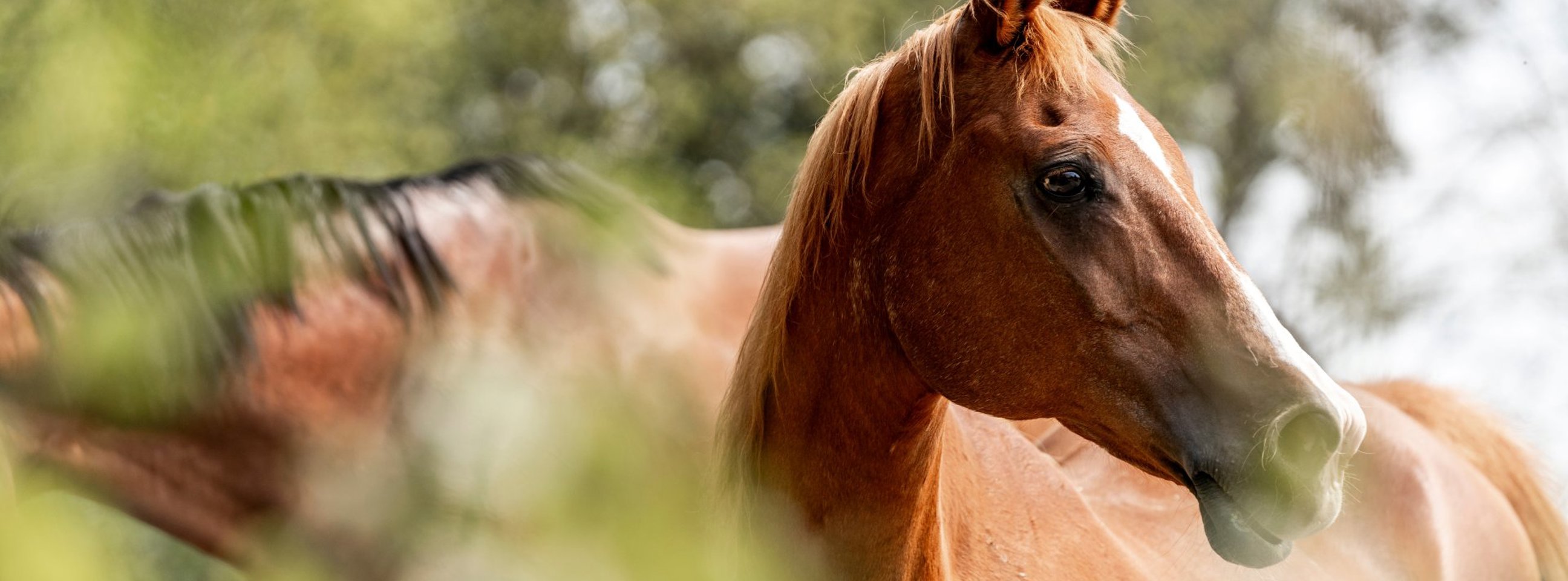 Nærbillede af heste, der går på græs