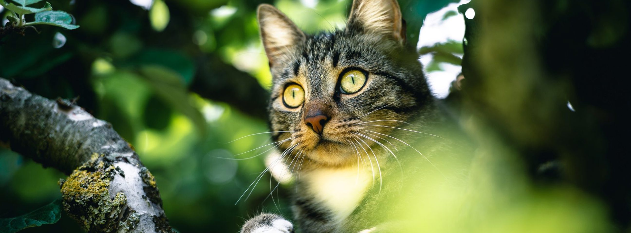 En kat sidder i et træ