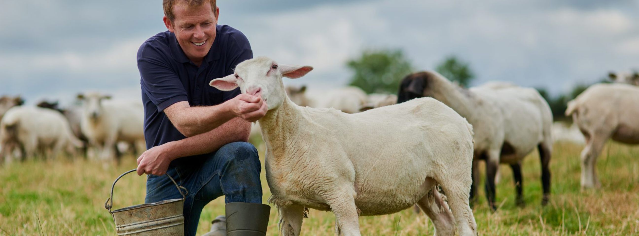 En mand sidder på hug i græsset og fodrer et får
