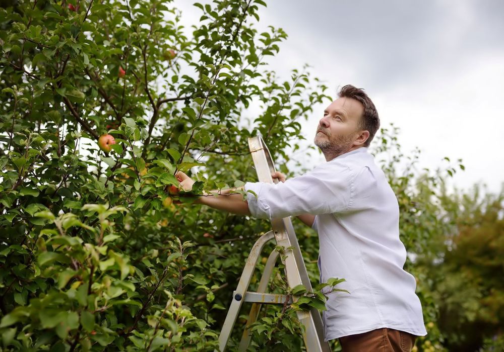 Mand står på en stige op plukke æbler i sin have