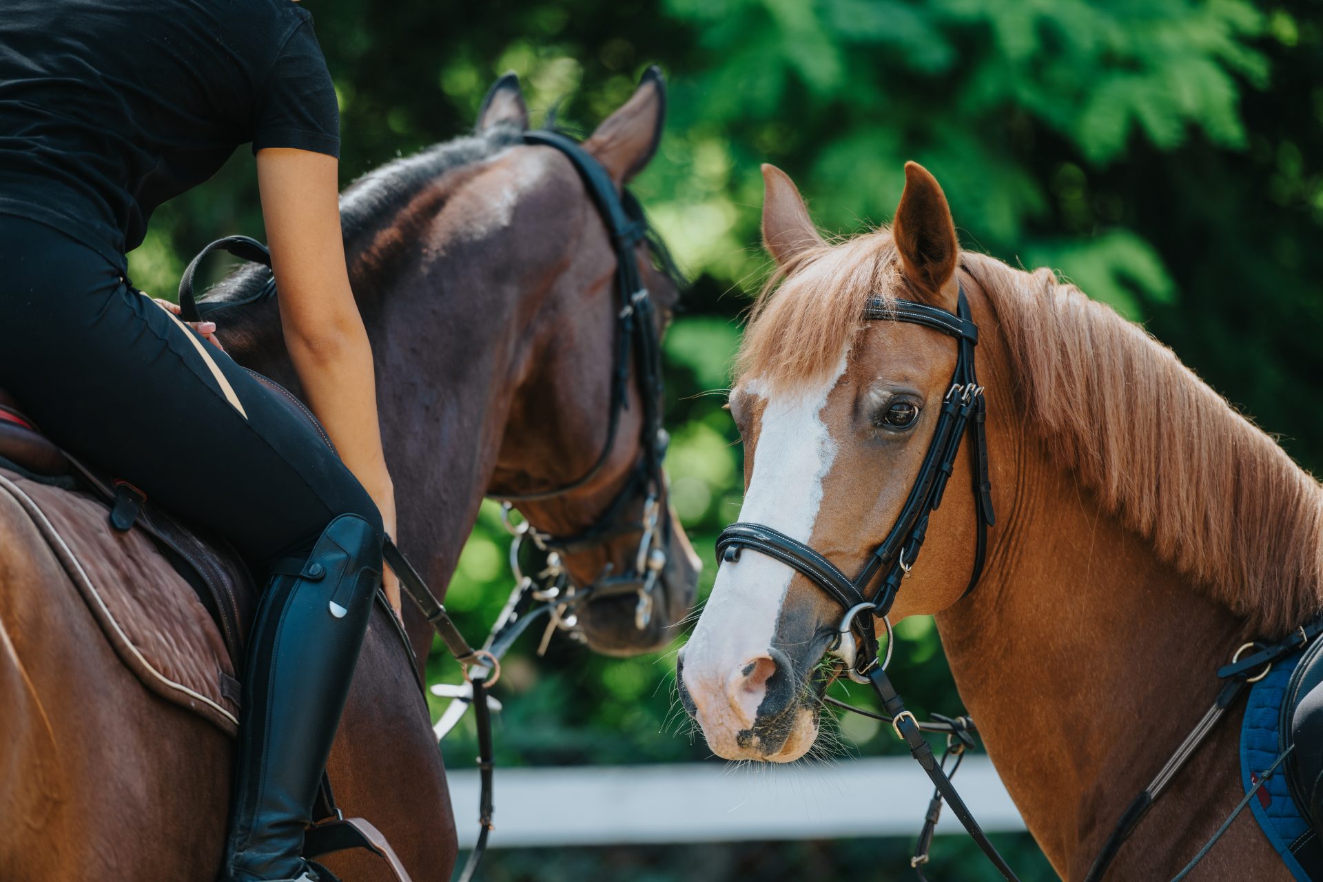Nærbillede af to heste på en udendørs ridebane